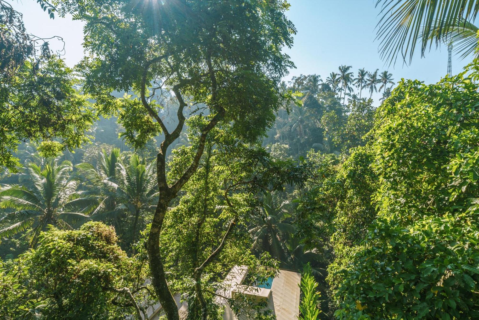 Kanva Ubud Tegallalang  Chambre photo